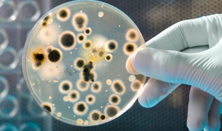 Change Gut Bacteria To Lose Weight - bacteria