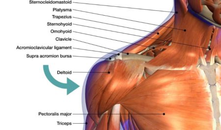 Incline Barbell Bench Press - Deltoid Muscle