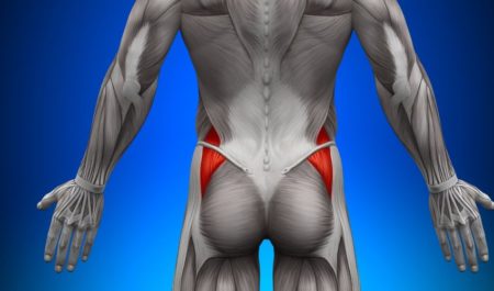 glutes muscle