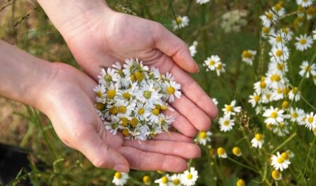 Natural Muscle Relaxer - Chamomile