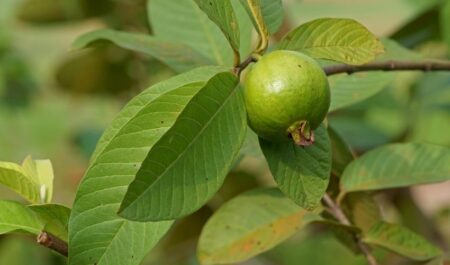 Home Remedies for Toothache - guava leaves