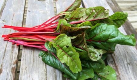 What Are The Healthiest Vegetables - Swiss Chard for fat burning